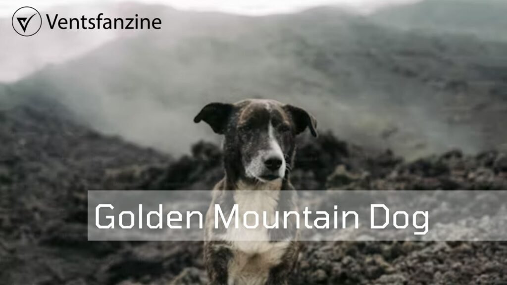 Golden Mountain Dog