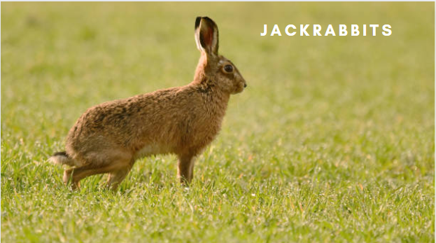 Jackrabbits